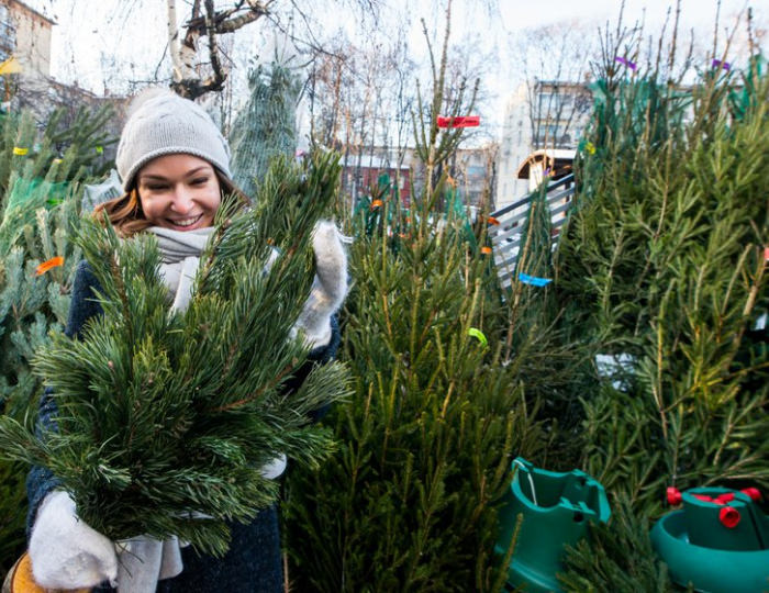 Как правильно выбрать ёлку? - Вызов Деда Мороза и Снегурочки 2025-2026