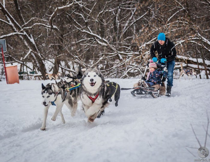 Где погулять с хаски и покататься на собачьих упряжках  в Москве и Подмосковье - Вызов Деда Мороза и Снегурочки 2025-2026